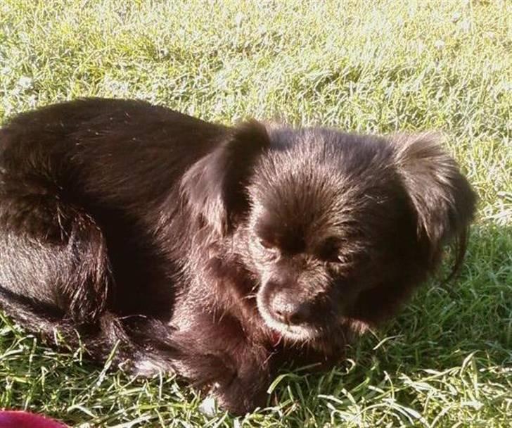 Blanding af racer Mema billede 15