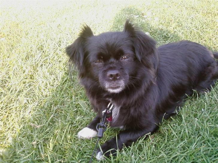 Blanding af racer Mema billede 16