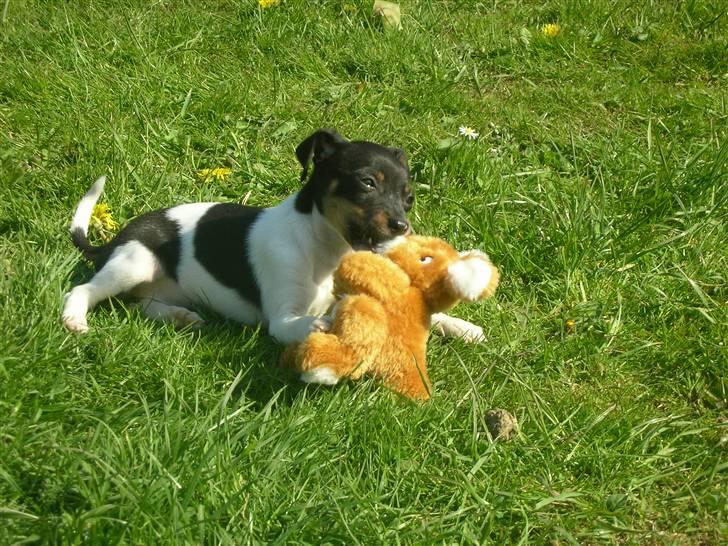 Dansk svensk gaardhund Tego billede 14