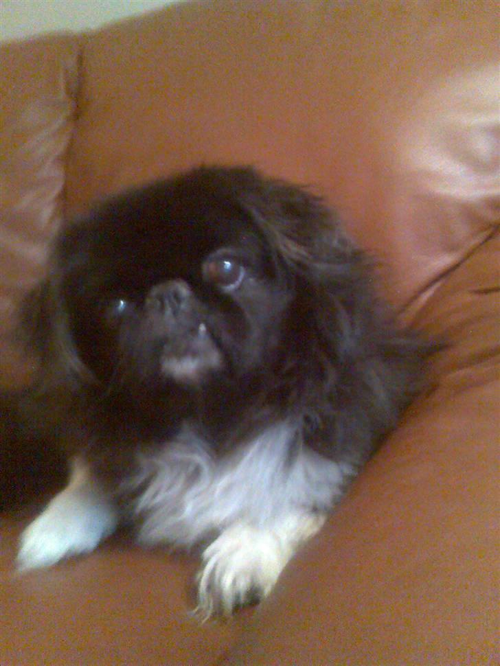 Japansk spids balou i himmelen 2008 :(  - lille rocky vi savner dig billede 14