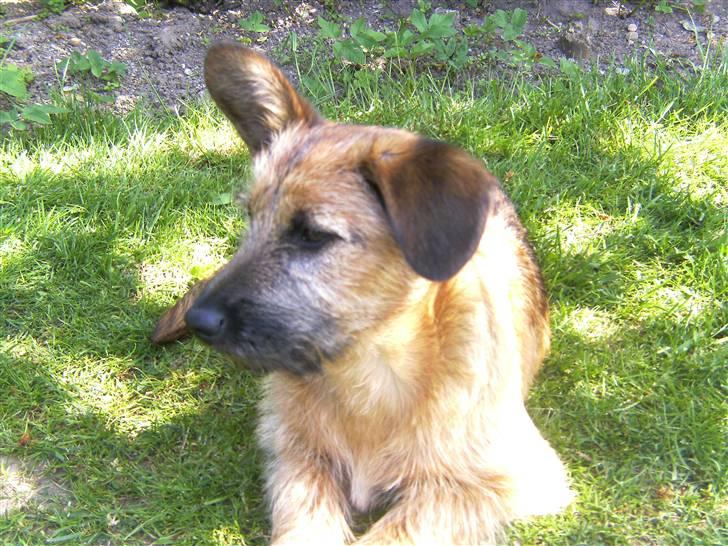 Blanding af racer stella (solgt) billede 8