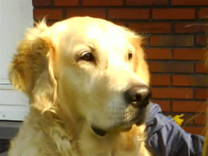 Golden retriever Zenta ( Onkel's) billede 1