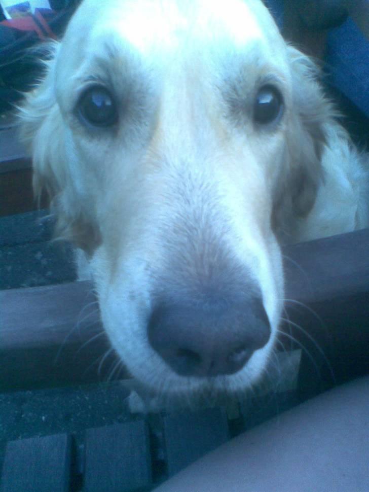 Golden retriever Zenta ( Onkel's) billede 2