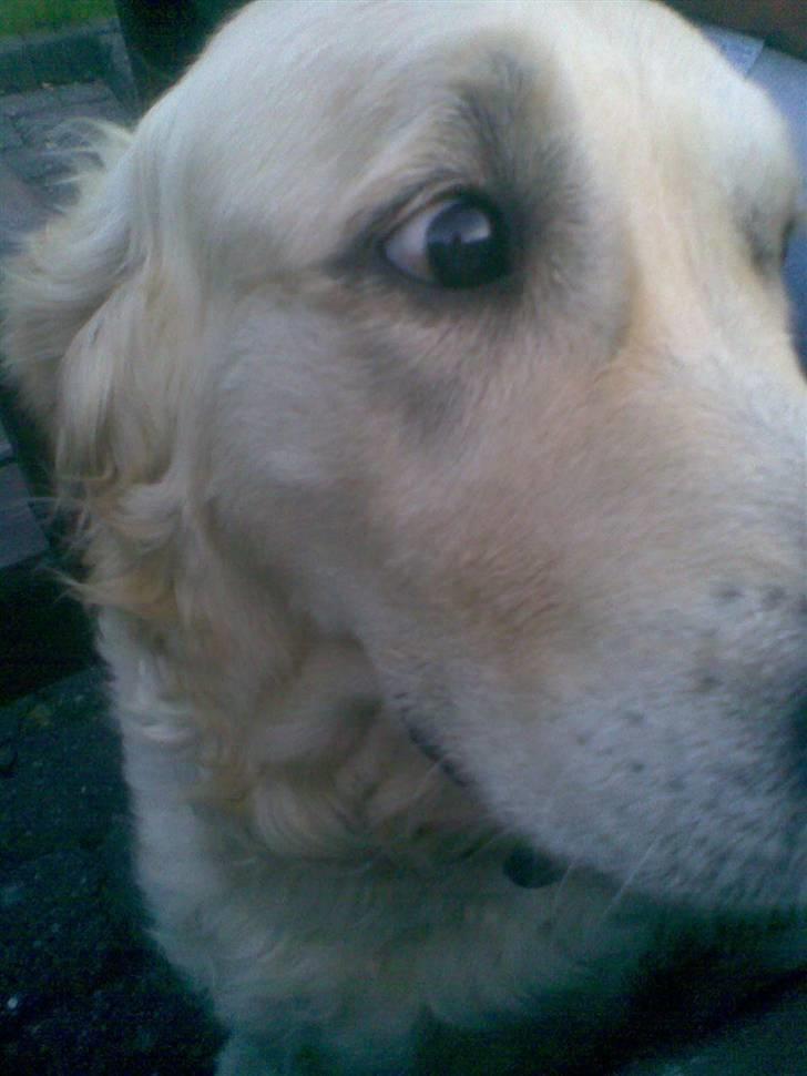 Golden retriever Zenta ( Onkel's) billede 3