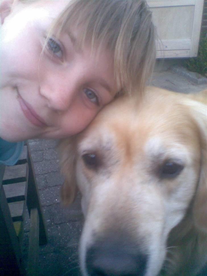 Golden retriever Zenta ( Onkel's) billede 4