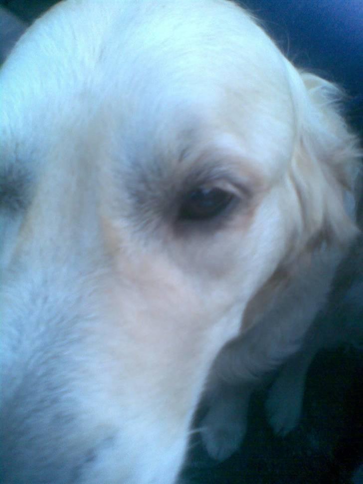 Golden retriever Zenta ( Onkel's) billede 5