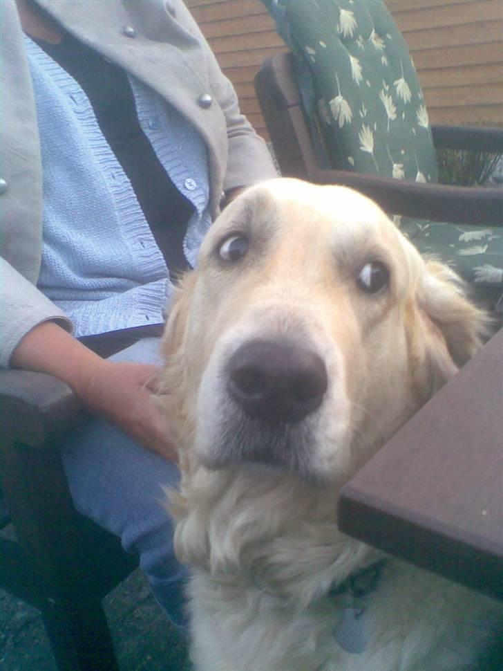 Golden retriever Zenta ( Onkel's) billede 6