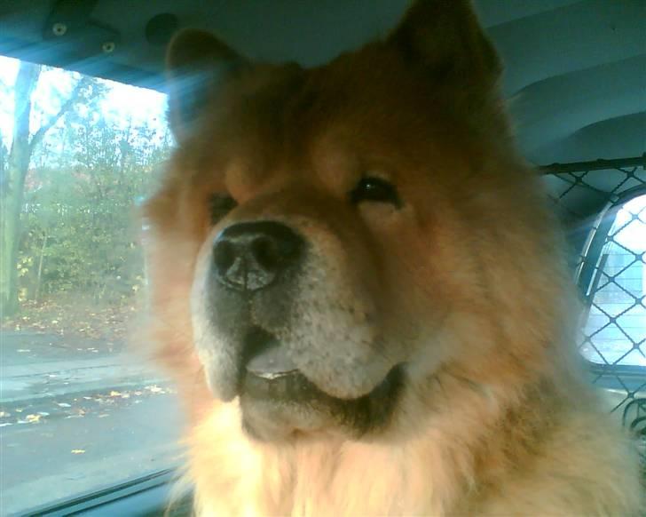 Chow chow Django - Far, tror du ikk snart at mor har fri fra arbejde?! billede 14
