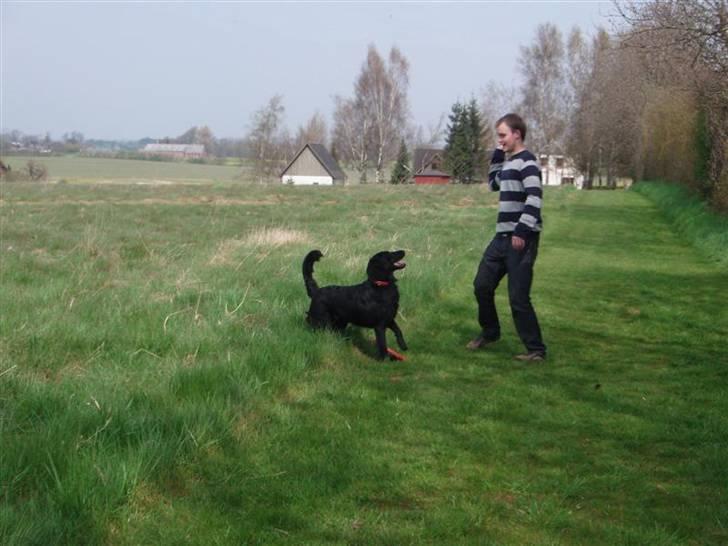 Flat coated retriever Fia (Kennelnavn Honey)  - "uhhh jeg venter spændt på du kaster"  billede 17