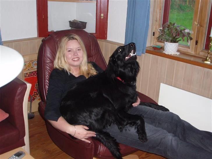 Flat coated retriever Fia (Kennelnavn Honey)  - See selvom jeg nu er 1 år, så kan jeg da sagtens sidde på skødet, og jeg er jo ikke tung vel?:-) billede 18
