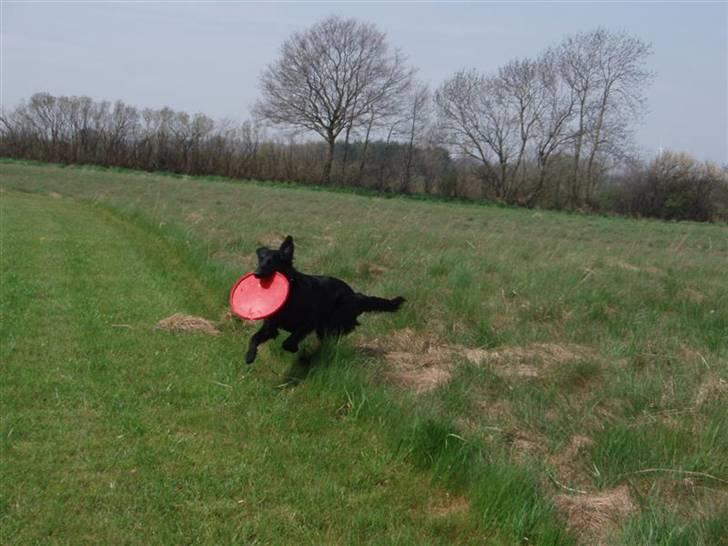 Flat coated retriever Fia (Kennelnavn Honey)  - Fias yndlings legetøj og det billigste, et plast låg virker som frisbee:-) billede 19