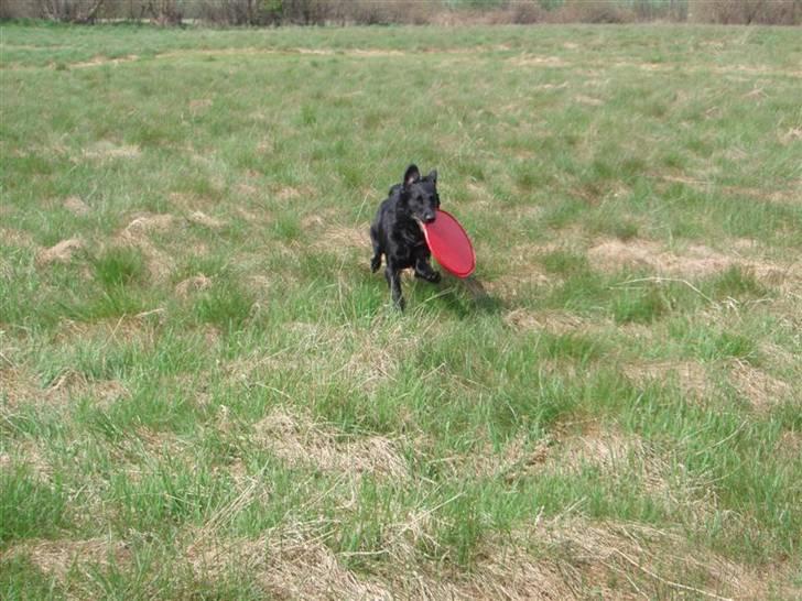 Flat coated retriever Fia (Kennelnavn Honey)  - Hun får brugt rigtig meget energi på at løbe frem og tilbage med den frisbee:-) billede 20