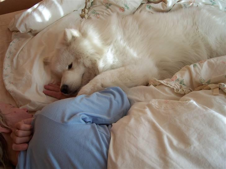 Samojedhund Buddy  - Åh - det er så skønt at ligge og "morgennusse" inden vi står op billede 8