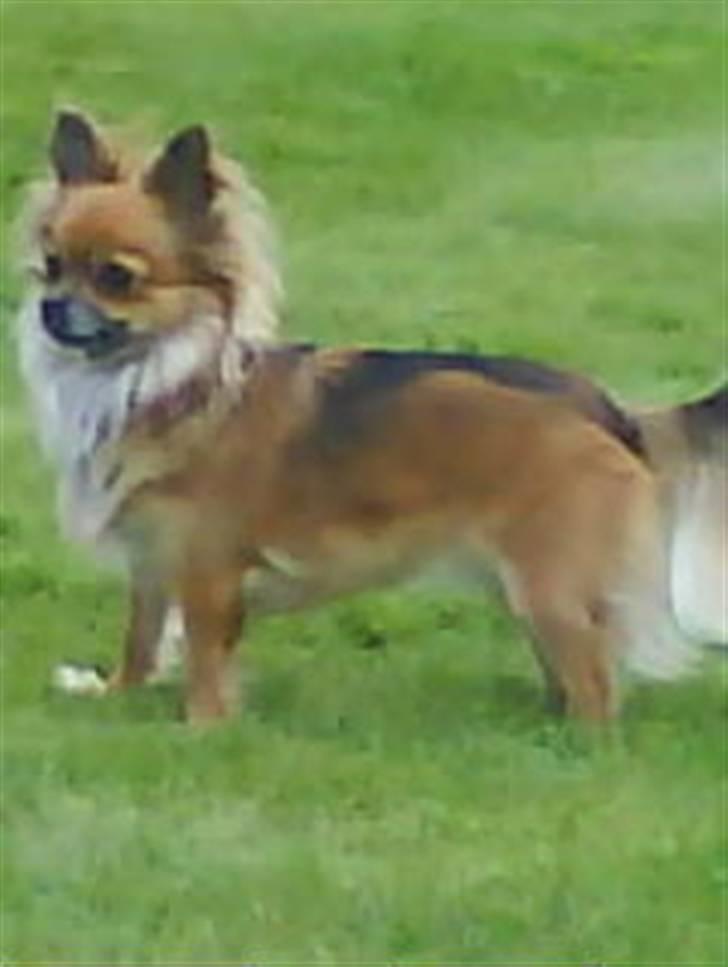 Chihuahua Lady billede 2