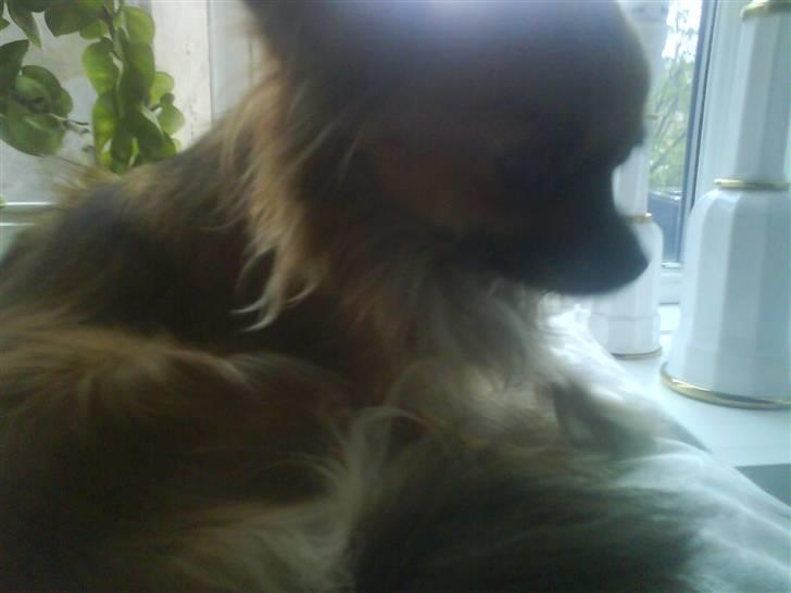 Chihuahua Lady billede 3