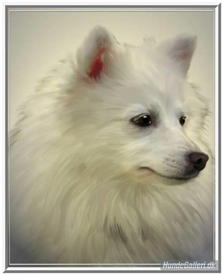 Japansk spids Rina R.I.P min søde - Rina - veninde og Tante Tut - Rina døde d. 23. marts 09. R.I.P.  min søde ven billede 1