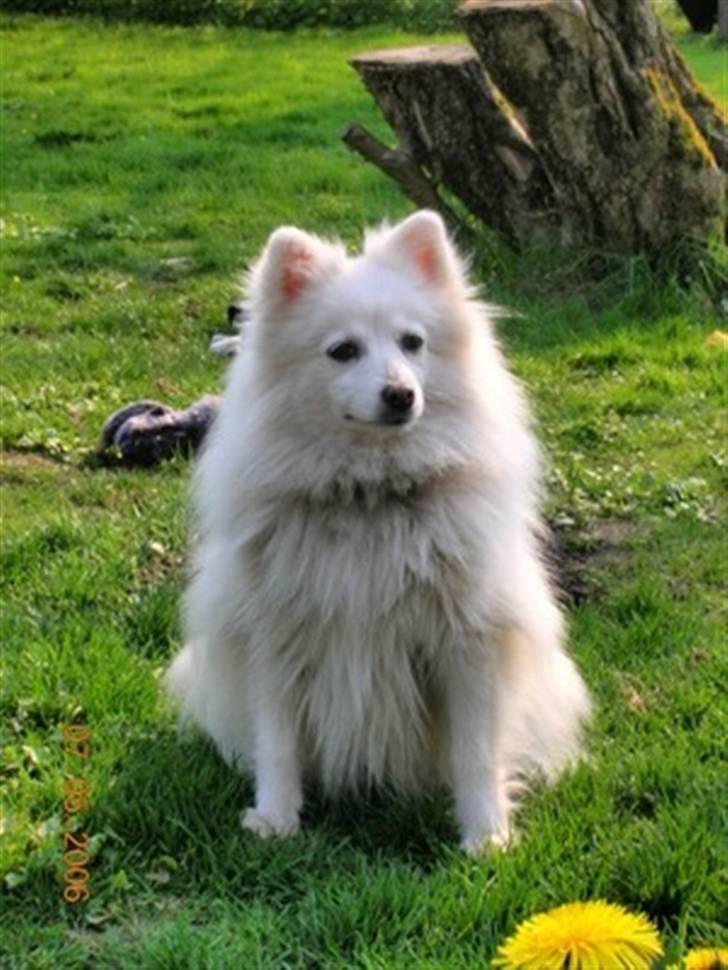 Japansk spids Rina R.I.P min søde billede 2