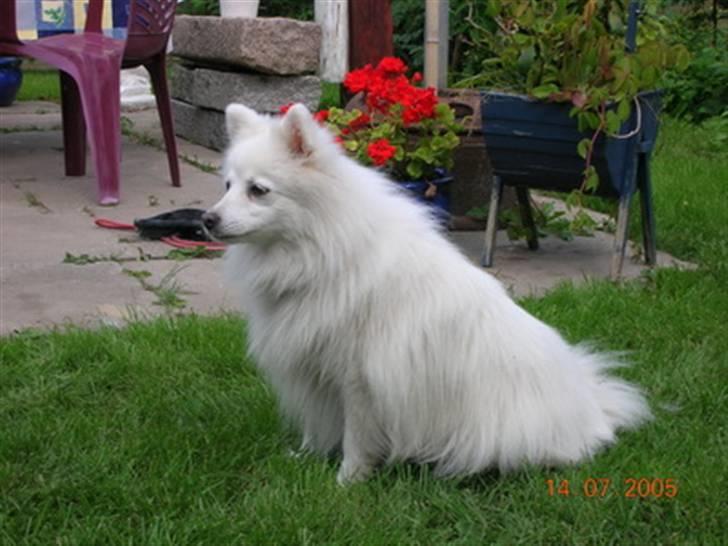 Japansk spids Rina R.I.P min søde - med på camping - besøg i Løkken billede 3