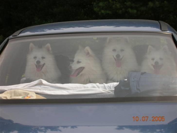 Japansk spids Rina R.I.P min søde - Jowina, Galia, Shinnie og Rina venter spændt på hvor turen går hen billede 4