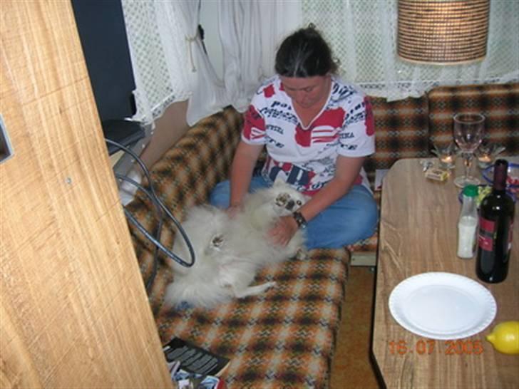 Japansk spids Rina R.I.P min søde - Rina og mig, vi hygger i regnvejr i campingvognen billede 5