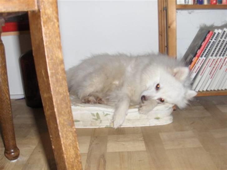 Japansk spids Rina R.I.P min søde - sover godt, den gamle tøs billede 7