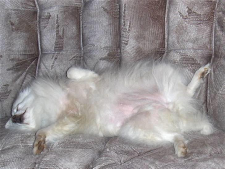 Japansk spids Rina R.I.P min søde - ingen forstår at hygge sig bedre end Rina billede 8