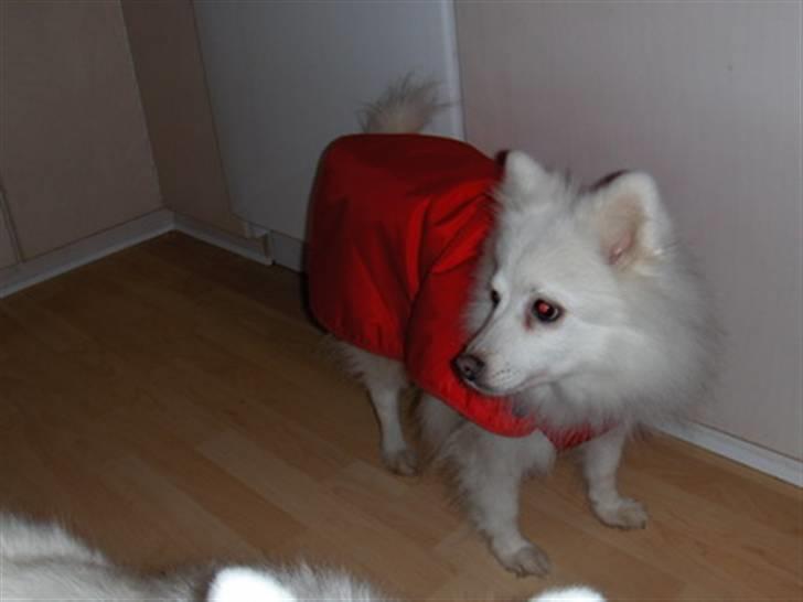 Japansk spids Rina R.I.P min søde - gammel og med AD, ja så luner et dækken godt, her er det juleaften, som hun tilbragte hos os billede 9