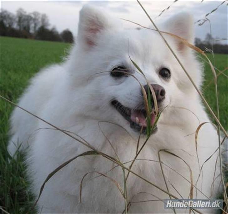 Japansk spids Rina R.I.P min søde - Rina  billede 10