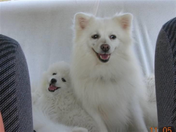 Japansk spids Rina R.I.P min søde - en ny hund er kommet til, Bianca, sammen sidder de her og er på vej til japansk spids træf billede 11