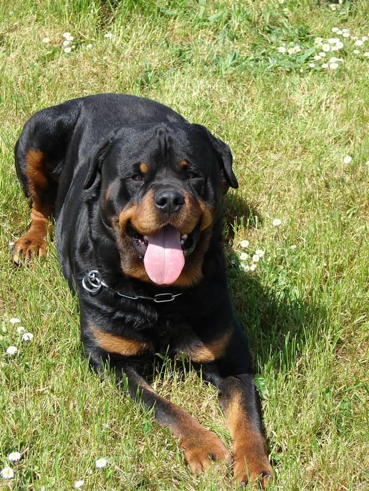 Rottweiler Santos billede 1