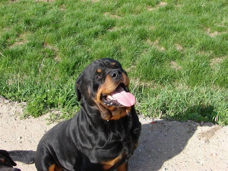 Rottweiler Santos billede 2