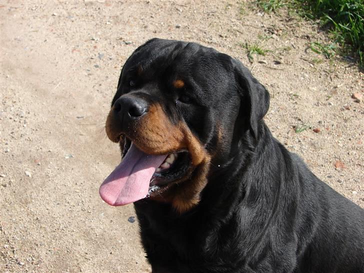 Rottweiler Santos billede 3