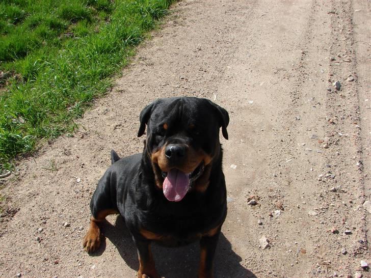 Rottweiler Santos billede 4