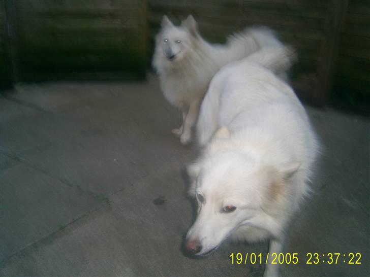 Blanding af racer Blondie 18-4- billede 3