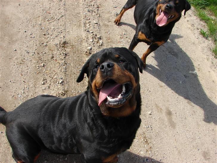 Rottweiler Santos - Selv om at man er "farlig" rotte, så kan man godt se fjollet ud. billede 5