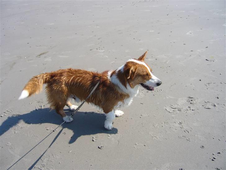 Welsh corgi cardigan Møller Kaas Bosco - På stranden for første gang på hans 1 års fødselsdag. Han elsker at svømme med de korte ben! billede 14