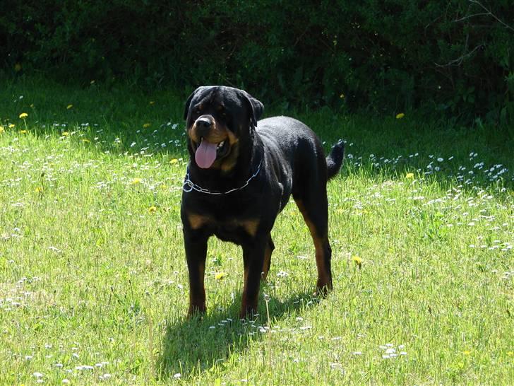 Rottweiler Santos billede 6