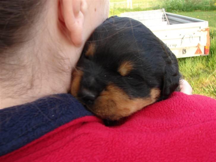 Rottweiler Santos - Santos junior billede 7
