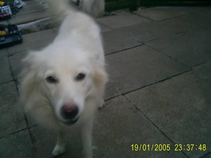 Blanding af racer Blondie 18-4- billede 6