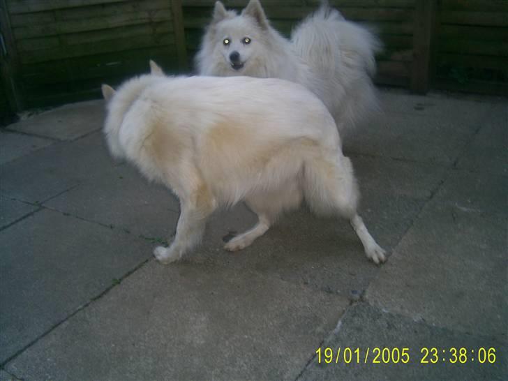 Blanding af racer Blondie 18-4- billede 7