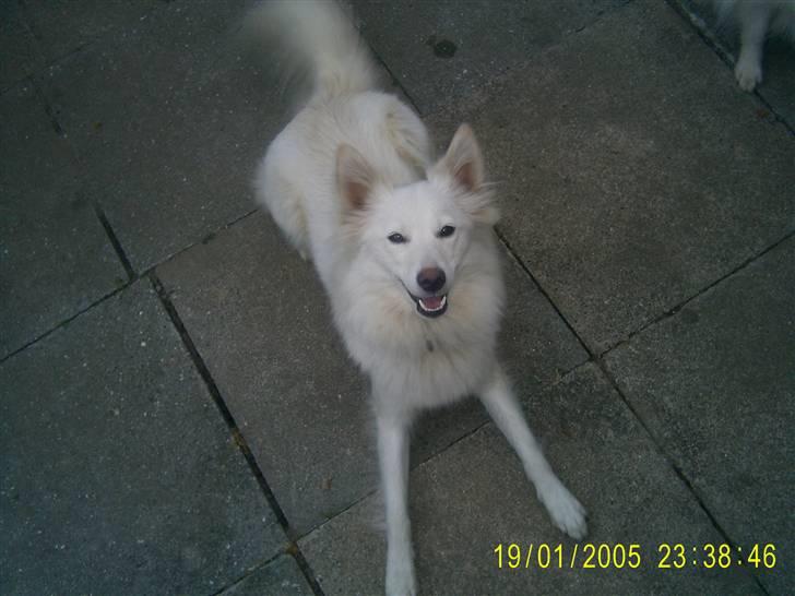 Blanding af racer Blondie 18-4- billede 9