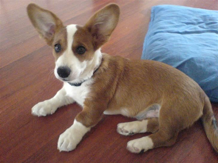 Welsh corgi cardigan Møller Kaas Bosco - Her er mine ører alt for store til min krop. billede 16