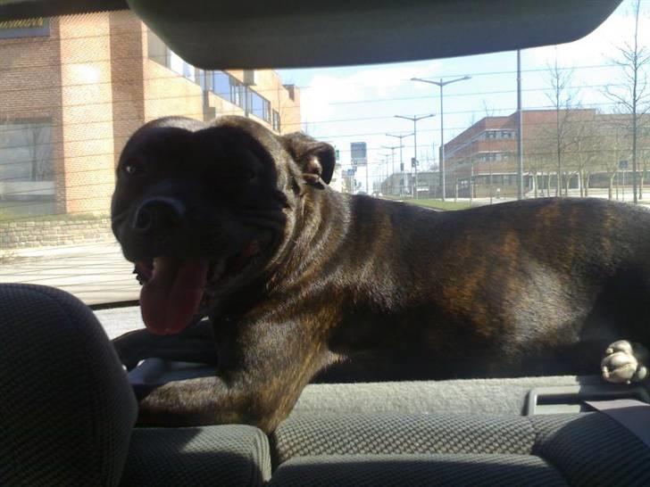 Staffordshire bull terrier Fiona billede 9