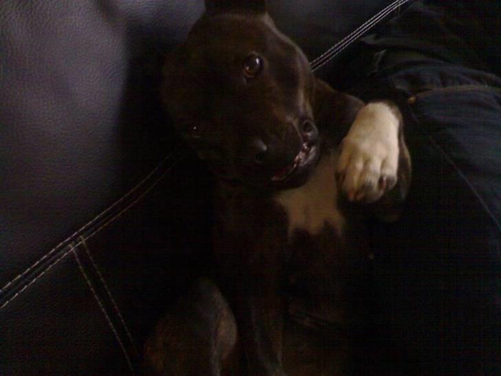 Staffordshire bull terrier Fiona billede 10