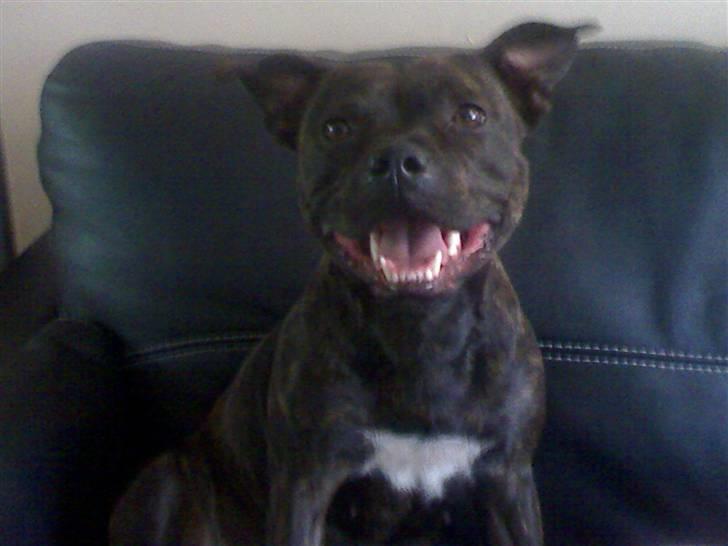 Staffordshire bull terrier Fiona billede 11