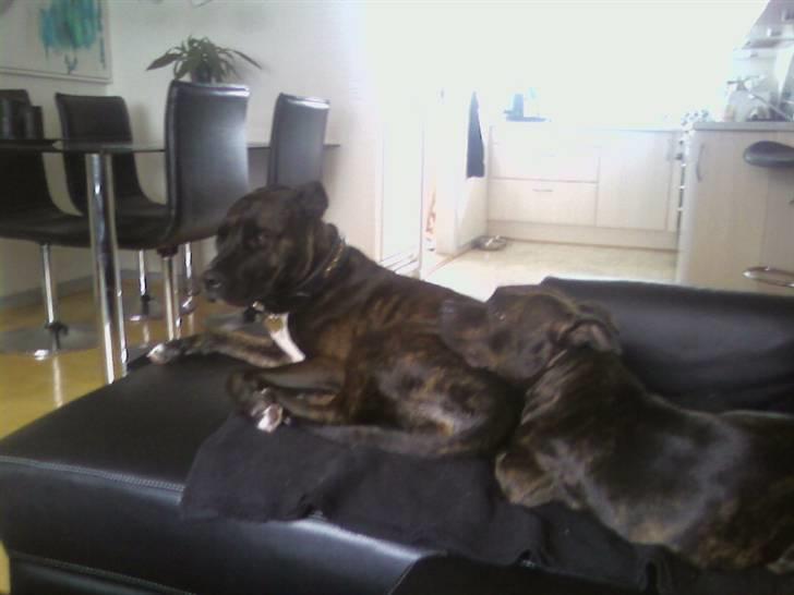 Staffordshire bull terrier Fiona billede 12