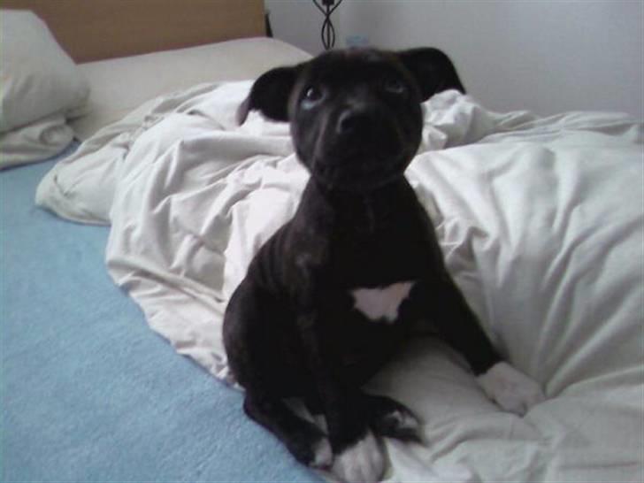 Staffordshire bull terrier Fiona billede 15