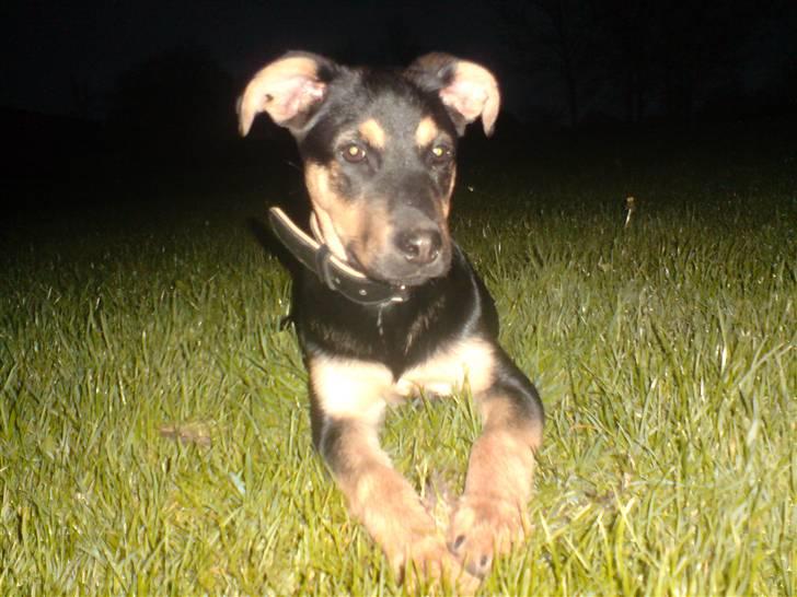 Blanding af racer Maggie - Maggie ude og lege i græsset (19 uger og 3 dage) billede 20