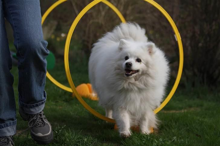 Japansk spids gamle-far Ricko  - selvom jeg er blevet 13 år, så glemmer jeg aldrig min agility billede 2