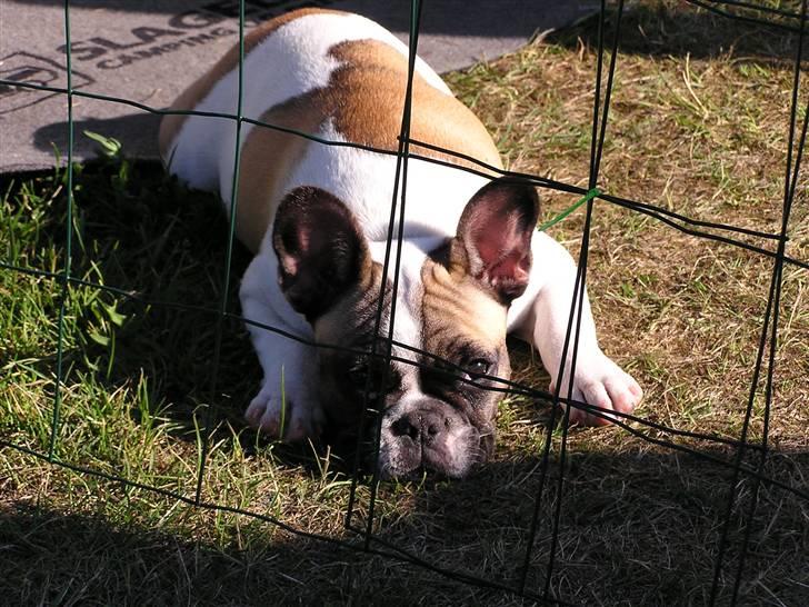 Fransk bulldog chanel - chanel med på camping billede 14